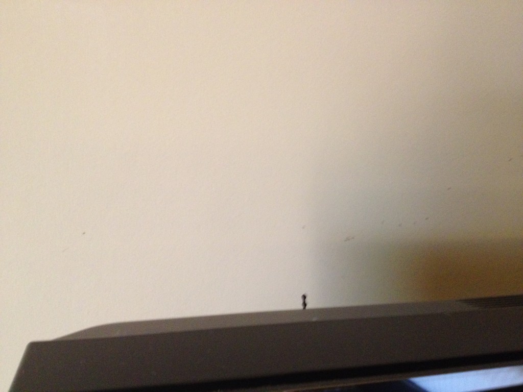 ants